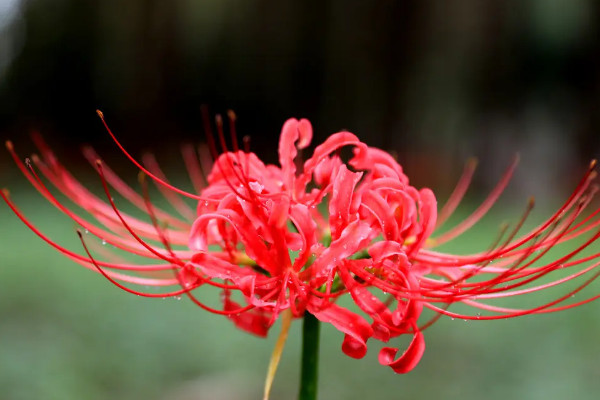 八节奇花是指什么花