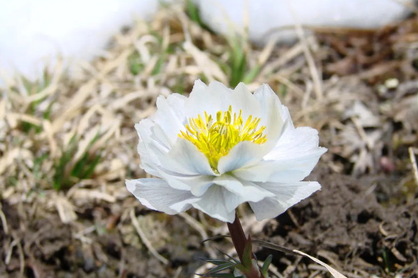 八节奇花是指什么花