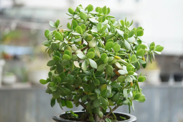 八节奇花是指什么花
