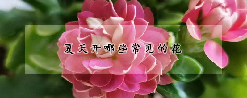 夏天开哪些常见的花