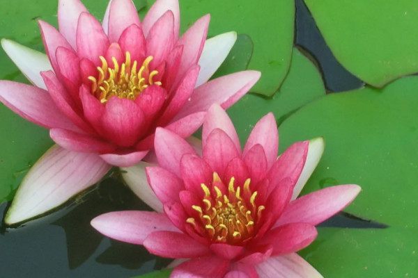 夏天开哪些常见的花