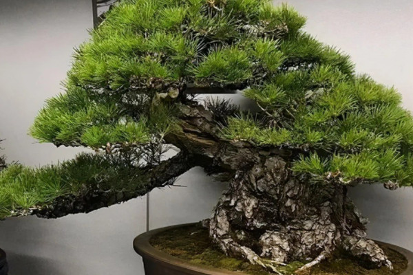 冬天落叶的树和不落叶的树