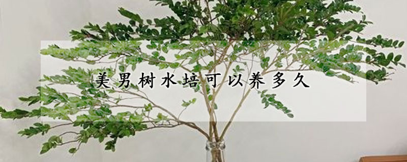 美男树水培可以养多久