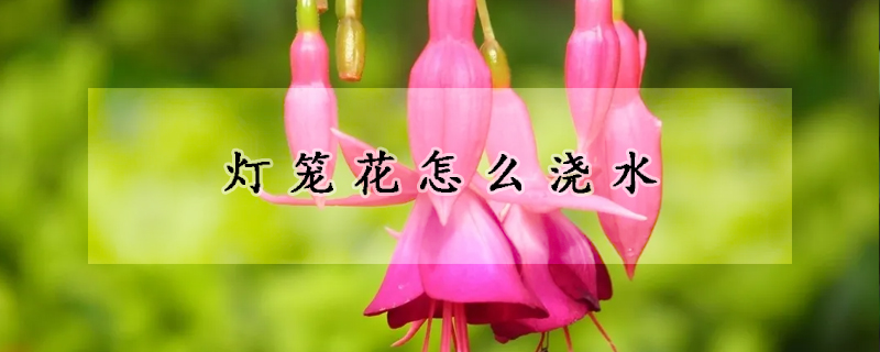 灯笼花怎么浇水