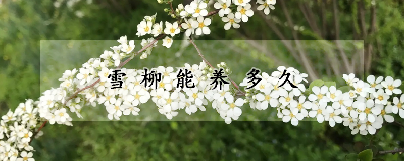 雪柳能养多久