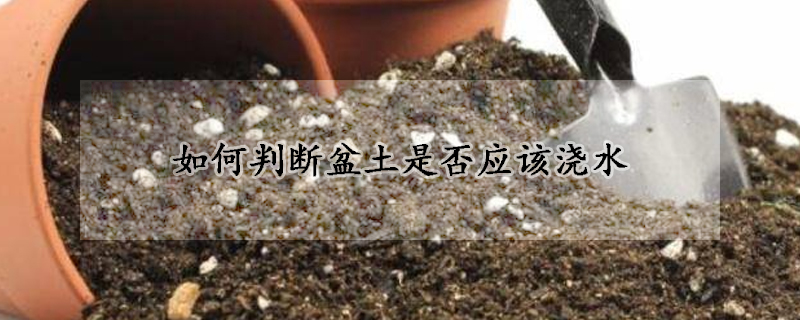 如何判断盆土是否应该浇水
