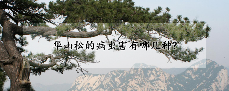 华山松的病虫害有哪几种?
