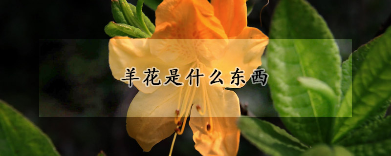 羊花是什么东西