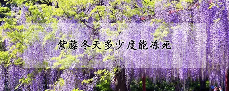 紫藤冬天多少度能冻死