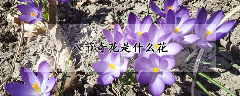 八节奇花是什么花