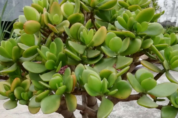 八节奇花是什么花