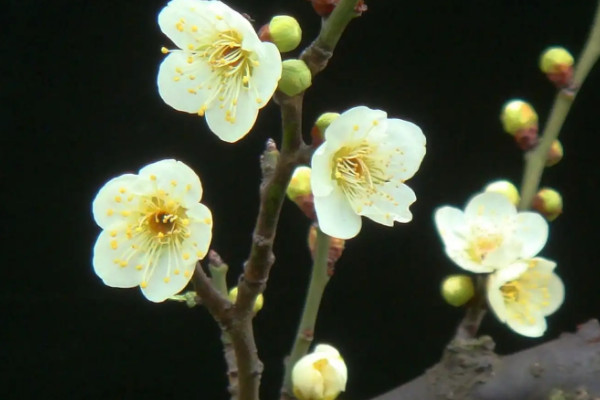 八节奇花是什么花