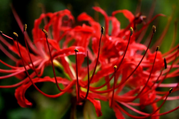 八节奇花是什么花