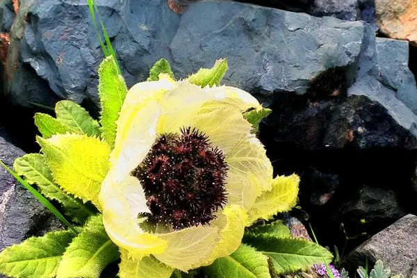 八节奇花是什么花
