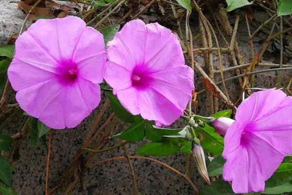 八节奇花是什么花