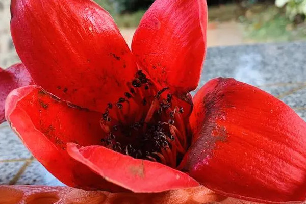 八节奇花是什么花