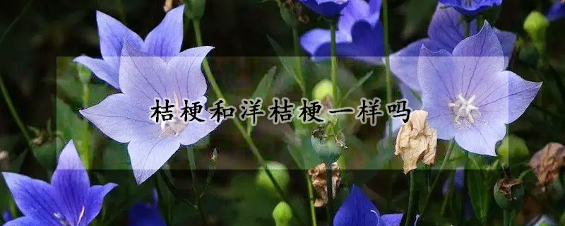 桔梗和洋桔梗一样吗