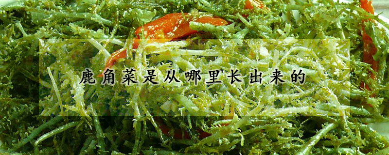 鹿角菜是从哪里长出来的
