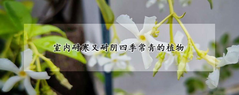 室内耐寒又耐阴四季常青的植物
