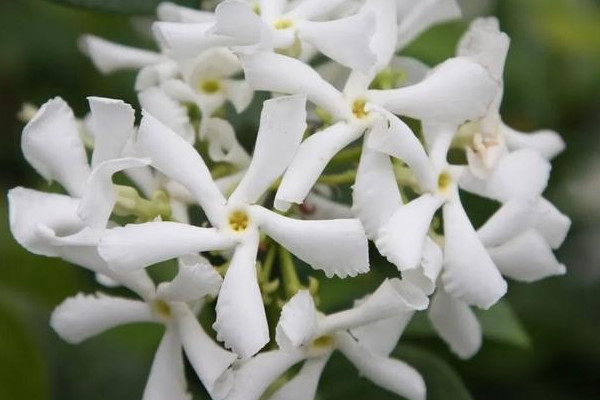 室内耐寒又耐阴四季常青的植物