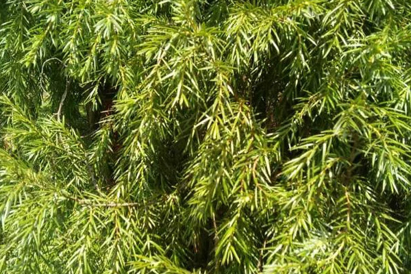 室内耐寒又耐阴四季常青的植物