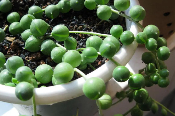 室内耐寒又耐阴四季常青的植物
