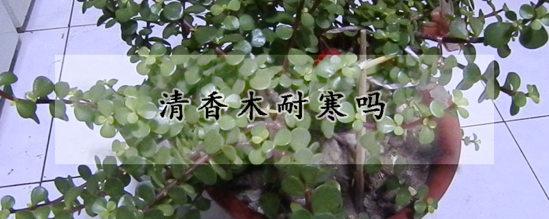 清香木耐寒吗