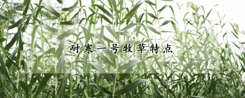 耐寒一号牧草特点