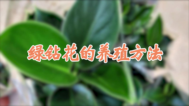 绿钻花的养殖方法