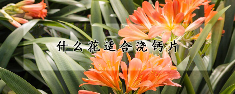 什么花适合浇钙片