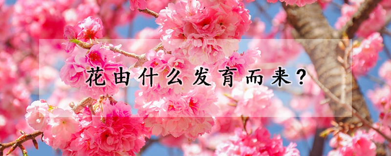 花由什么发育而来?
