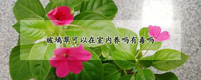 玻璃翠可以在室内养吗有毒吗