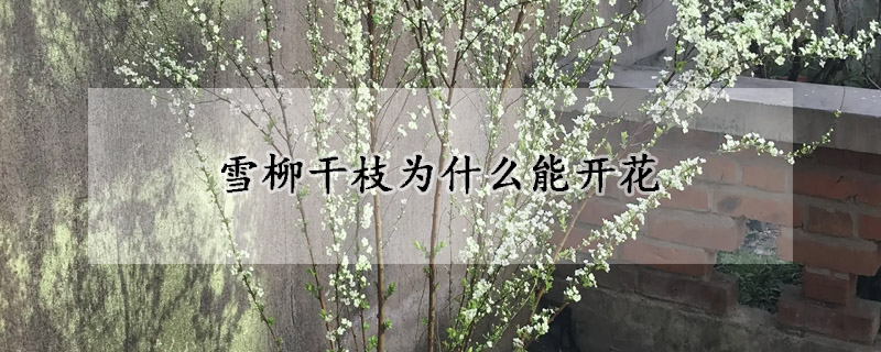 雪柳干枝为什么能开花