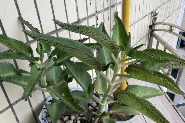 一年不浇水不死的植物