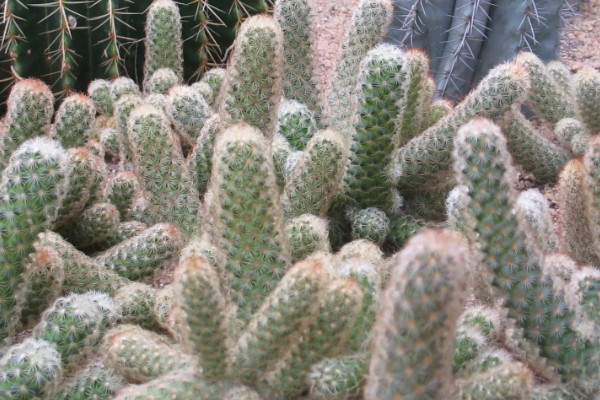 一年不浇水不死的植物