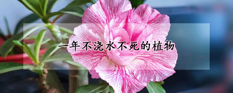 一年不浇水不死的植物