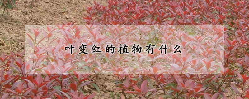 叶变红的植物有什么