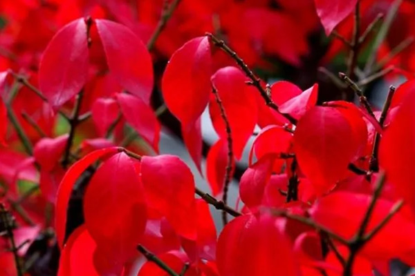 叶变红的植物有什么