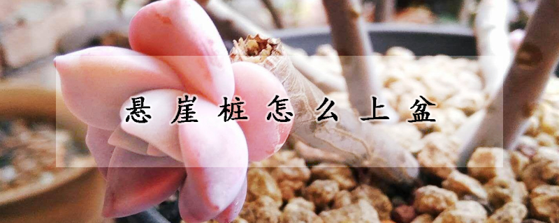 悬崖桩怎么上盆