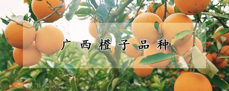 广西橙子品种