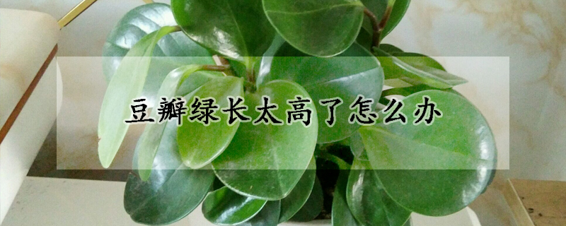 豆瓣绿长太高了怎么办