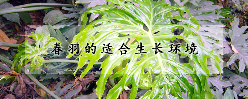 春羽的适合生长环境