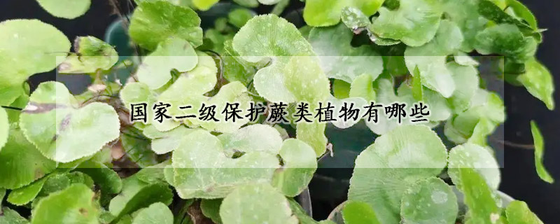国家二级保护蕨类植物有哪些