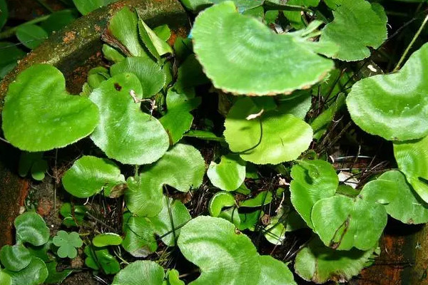 国家二级保护蕨类植物有哪些