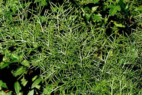 国家二级保护蕨类植物有哪些