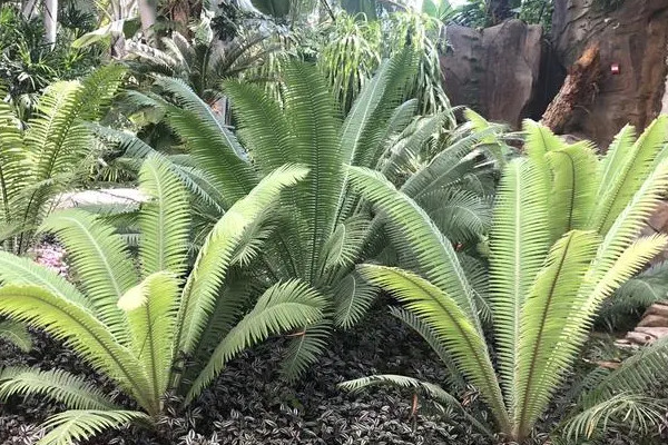 国家二级保护蕨类植物有哪些