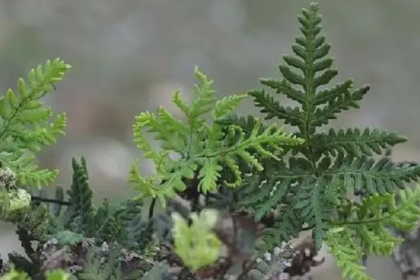 国家二级保护蕨类植物有哪些