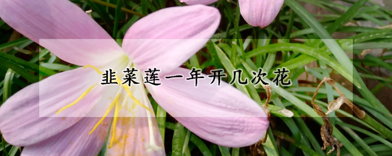 韭菜莲一年开几次花