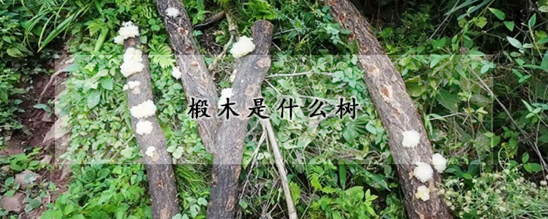 椴木是什么树
