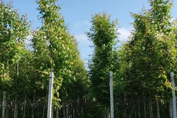 椴木是什么树